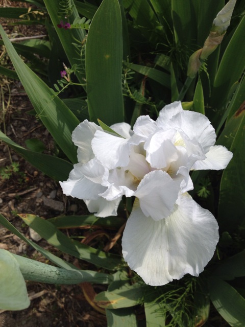 f:id:sprighascome:20140427212231j:plain f:id:sprighascome:20140427212231j:plain