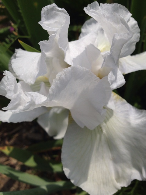 f:id:sprighascome:20140427212349j:plain f:id:sprighascome:20140427212349j:plain