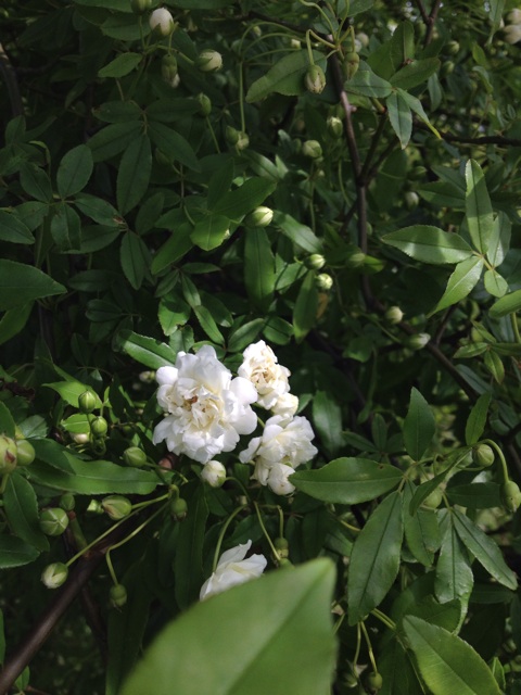 f:id:sprighascome:20140427213125j:plain f:id:sprighascome:20140427213125j:plain