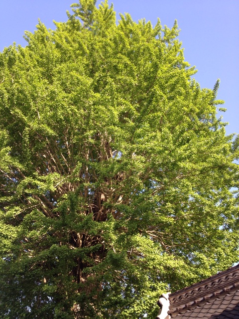 f:id:sprighascome:20140504213751j:plain f:id:sprighascome:20140504213751j:plain