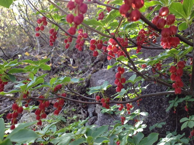 f:id:sprighascome:20140504213855j:plain f:id:sprighascome:20140504213855j:plain