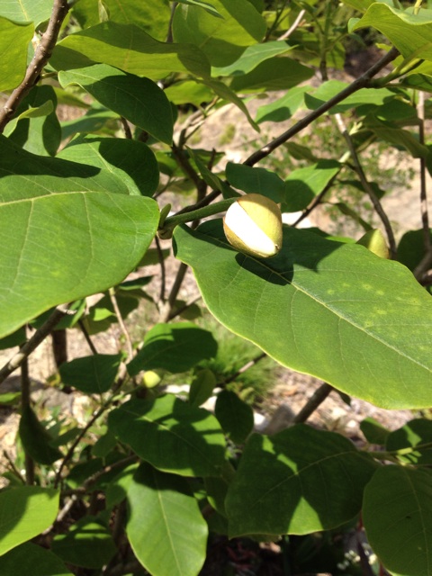 f:id:sprighascome:20140504214007j:plain f:id:sprighascome:20140504214007j:plain