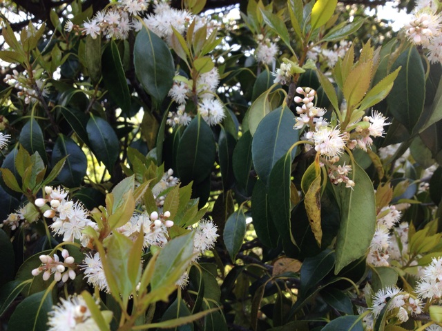 f:id:sprighascome:20140504214126j:plain f:id:sprighascome:20140504214126j:plain