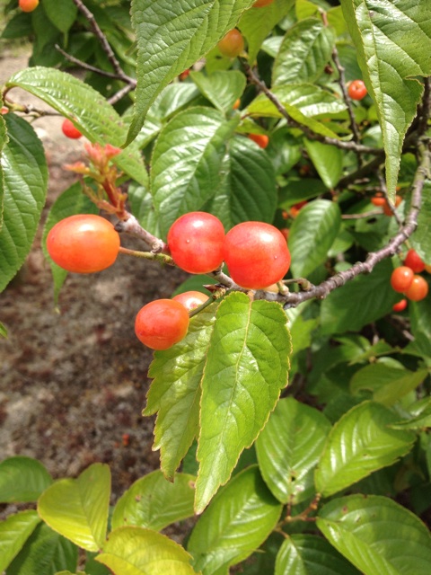f:id:sprighascome:20140504215804j:plain f:id:sprighascome:20140504215804j:plain