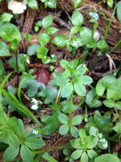 f:id:sprighascome:20140506194246j:plain f:id:sprighascome:20140506194246j:plain
