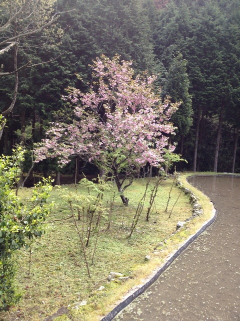 f:id:sprighascome:20140506200054j:plain f:id:sprighascome:20140506200054j:plain