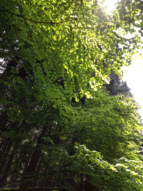 f:id:sprighascome:20140506201313j:plain f:id:sprighascome:20140506201313j:plain