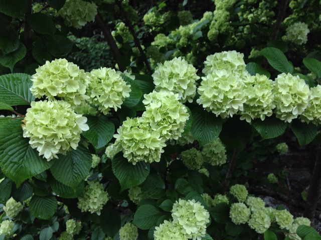 f:id:sprighascome:20140506201406j:plain f:id:sprighascome:20140506201406j:plain