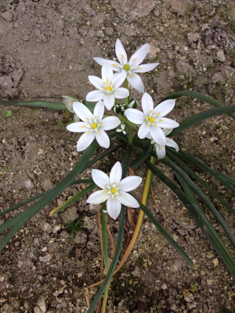 f:id:sprighascome:20140509231152j:plain f:id:sprighascome:20140509231152j:plain