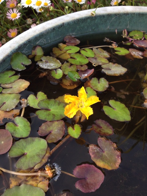 f:id:sprighascome:20140517234942j:plain f:id:sprighascome:20140517234942j:plain