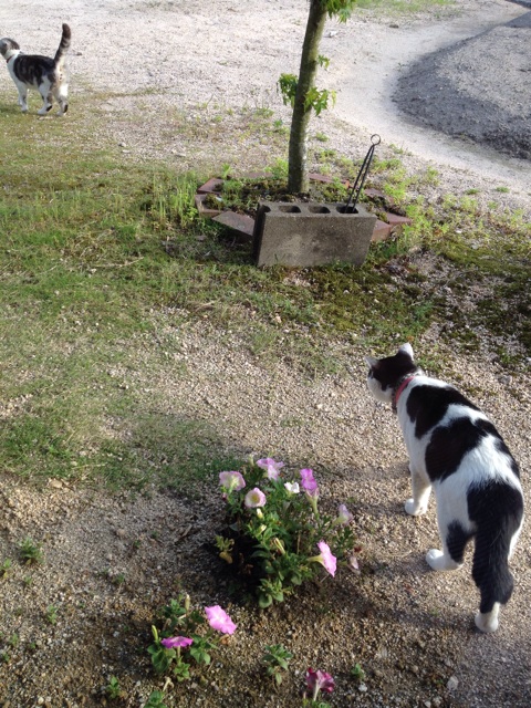 f:id:sprighascome:20140518000222j:plain f:id:sprighascome:20140518000222j:plain
