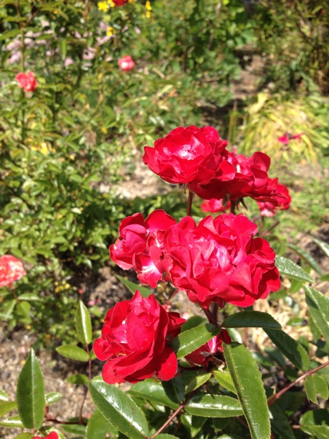 f:id:sprighascome:20140521221947j:plain f:id:sprighascome:20140521221947j:plain