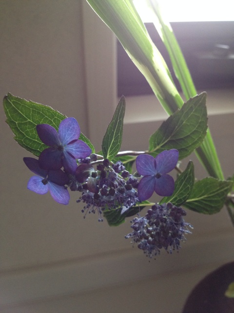 f:id:sprighascome:20140605061233j:plain f:id:sprighascome:20140605061233j:plain