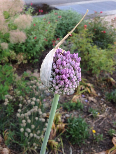 f:id:sprighascome:20140608000338j:plain f:id:sprighascome:20140608000338j:plain
