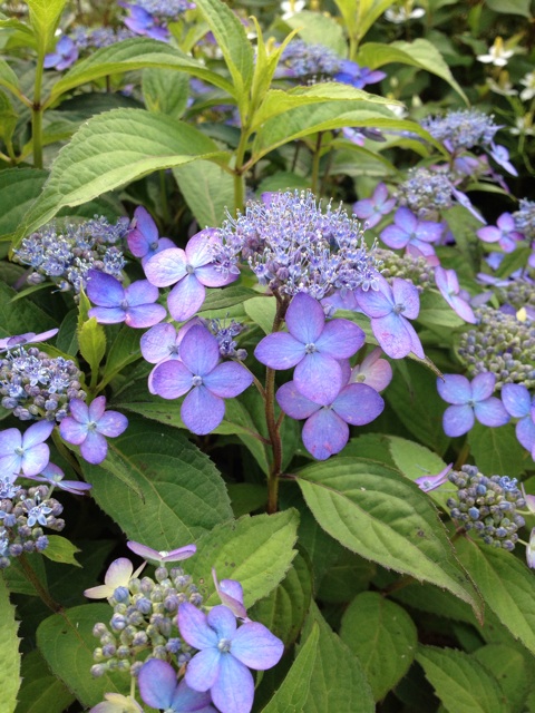 f:id:sprighascome:20140608000509j:plain f:id:sprighascome:20140608000509j:plain