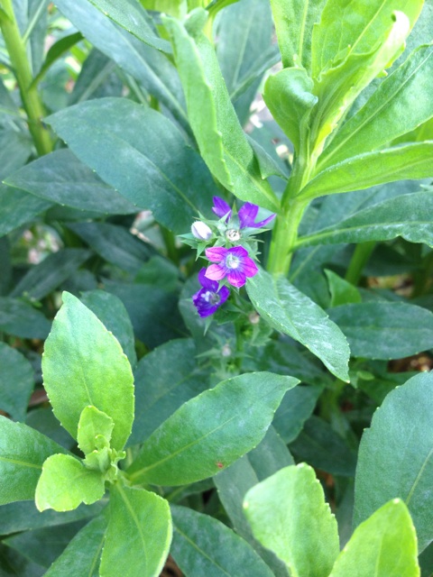 f:id:sprighascome:20140608000615j:plain f:id:sprighascome:20140608000615j:plain