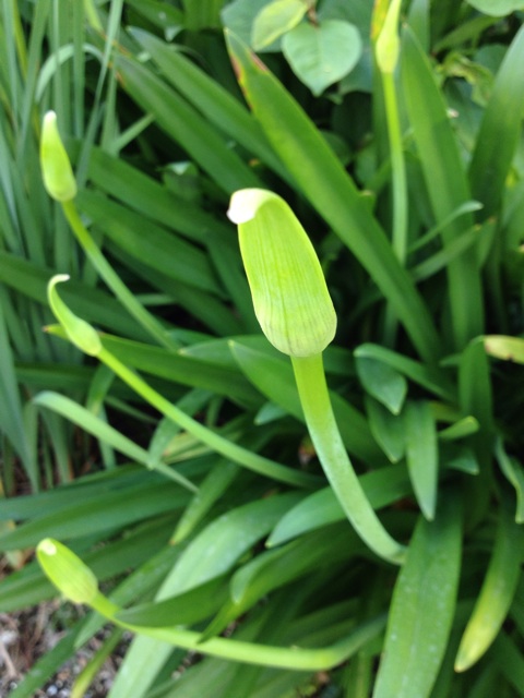 f:id:sprighascome:20140608000924j:plain f:id:sprighascome:20140608000924j:plain