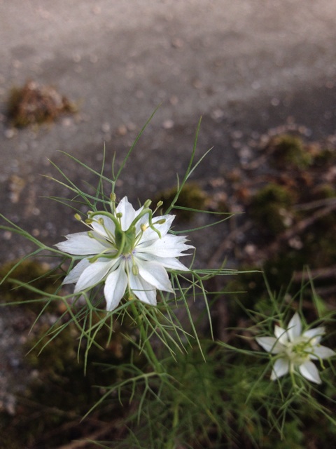 f:id:sprighascome:20140608000958j:plain f:id:sprighascome:20140608000958j:plain