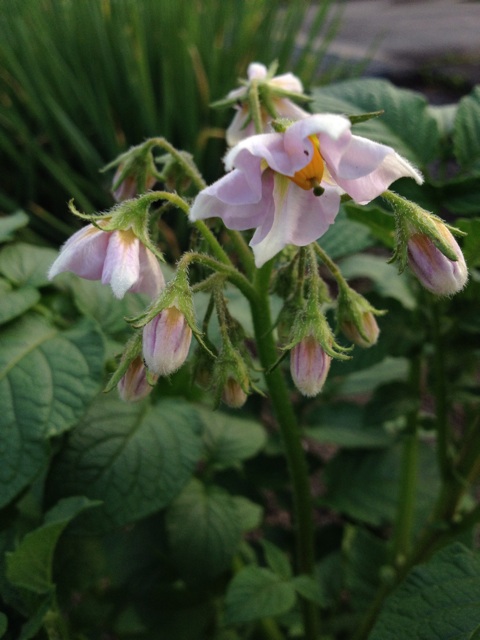 f:id:sprighascome:20140609220929j:plain f:id:sprighascome:20140609220929j:plain