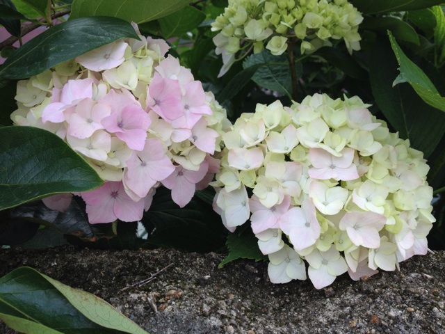 f:id:sprighascome:20140609221006j:plain f:id:sprighascome:20140609221006j:plain