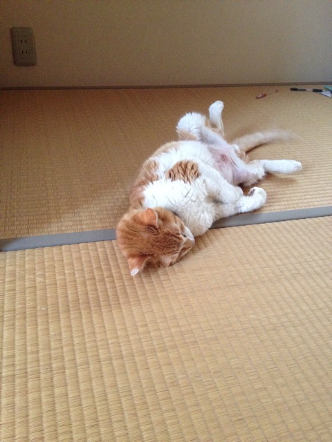 f:id:sprighascome:20140609222034j:plain f:id:sprighascome:20140609222034j:plain