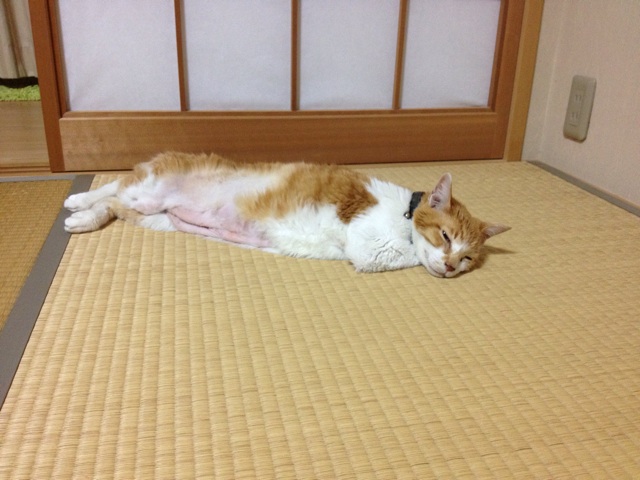 f:id:sprighascome:20140609222112j:plain f:id:sprighascome:20140609222112j:plain