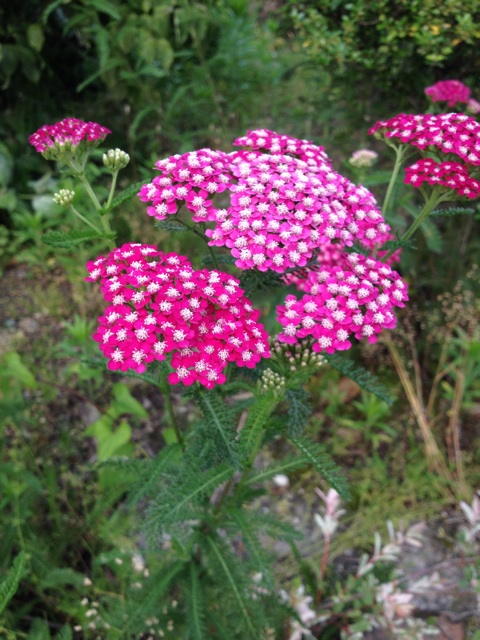 f:id:sprighascome:20140609225000j:plain f:id:sprighascome:20140609225000j:plain