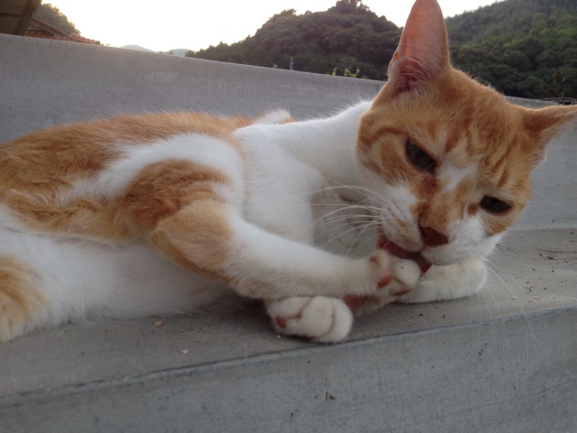 f:id:sprighascome:20140611185625j:plain f:id:sprighascome:20140611185625j:plain
