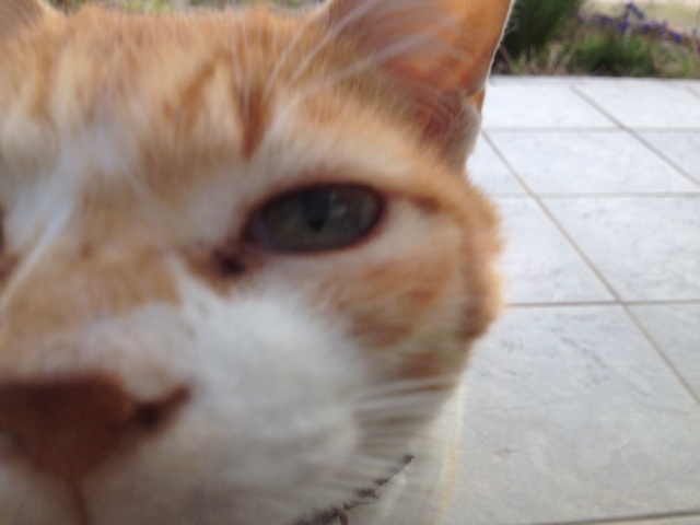 f:id:sprighascome:20140611185656j:plain f:id:sprighascome:20140611185656j:plain