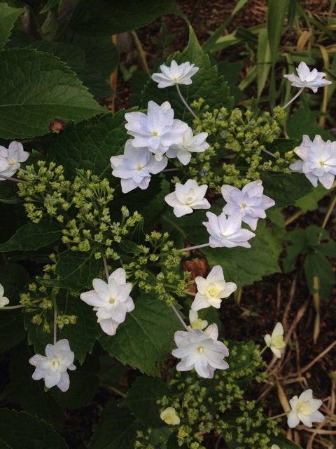 f:id:sprighascome:20140613063802j:plain f:id:sprighascome:20140613063802j:plain
