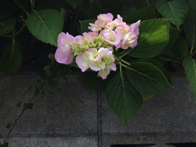 f:id:sprighascome:20140615210157j:plain f:id:sprighascome:20140615210157j:plain