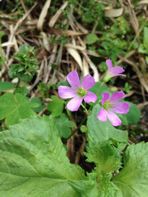 f:id:sprighascome:20140615214044j:plain f:id:sprighascome:20140615214044j:plain