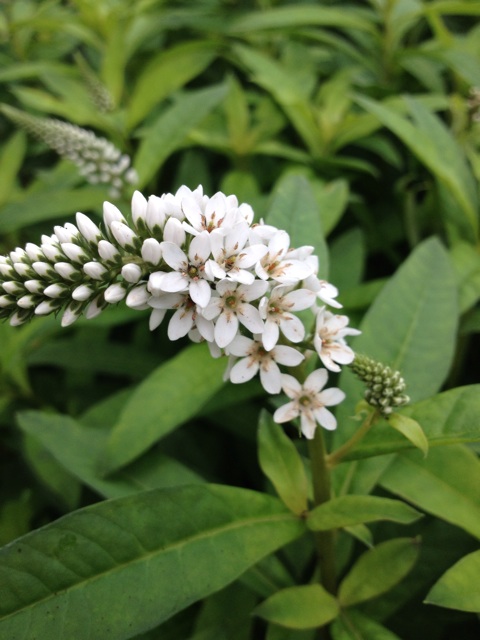 f:id:sprighascome:20140618061942j:plain f:id:sprighascome:20140618061942j:plain