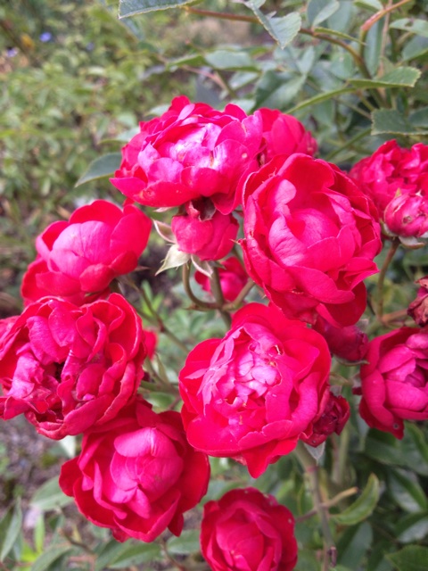 f:id:sprighascome:20140618064149j:plain f:id:sprighascome:20140618064149j:plain