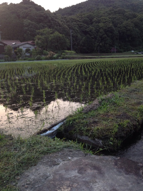 f:id:sprighascome:20140621133217j:plain f:id:sprighascome:20140621133217j:plain