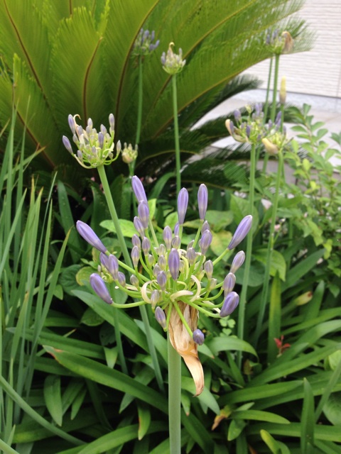 f:id:sprighascome:20140622224802j:plain f:id:sprighascome:20140622224802j:plain