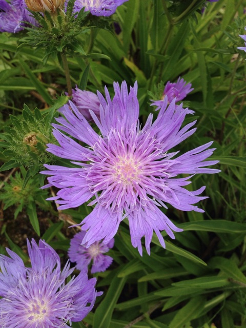 f:id:sprighascome:20140622224822j:plain f:id:sprighascome:20140622224822j:plain