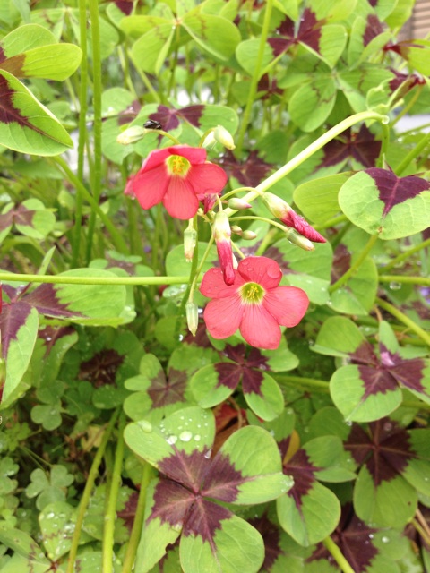 f:id:sprighascome:20140622232117j:plain f:id:sprighascome:20140622232117j:plain