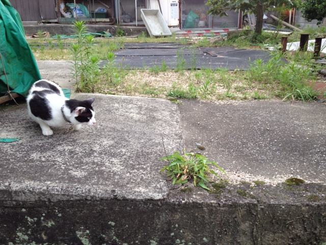 f:id:sprighascome:20140711230130j:plain f:id:sprighascome:20140711230130j:plain