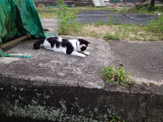f:id:sprighascome:20140711230437j:plain f:id:sprighascome:20140711230437j:plain