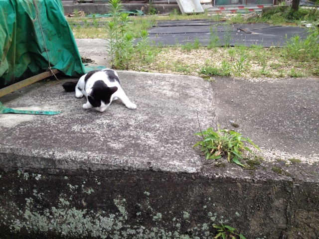 f:id:sprighascome:20140711230501j:plain f:id:sprighascome:20140711230501j:plain