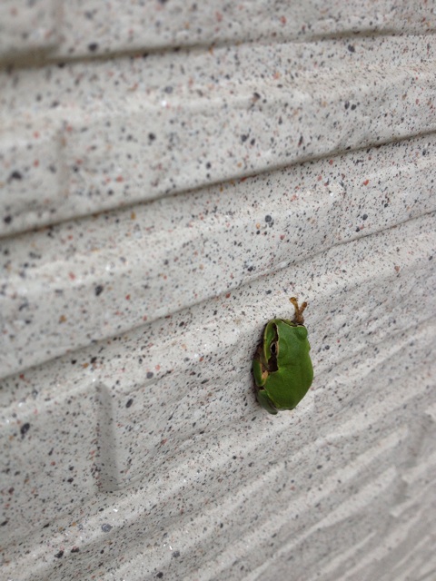 f:id:sprighascome:20140711231504j:plain f:id:sprighascome:20140711231504j:plain