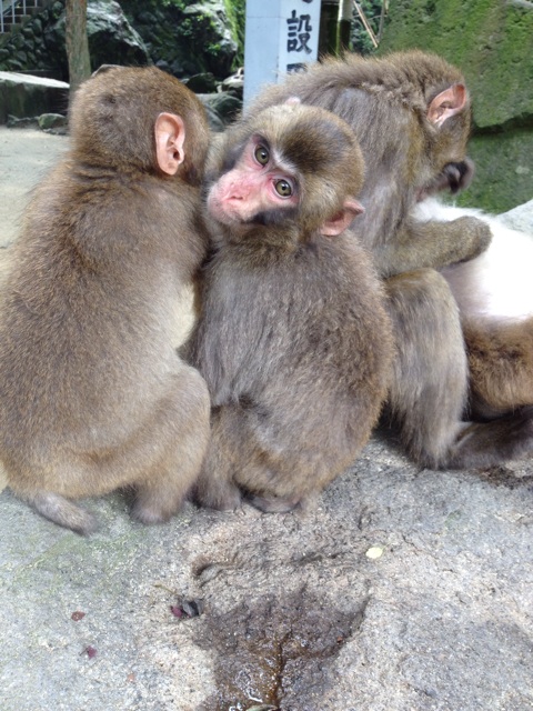 f:id:sprighascome:20140716231319j:plain f:id:sprighascome:20140716231319j:plain