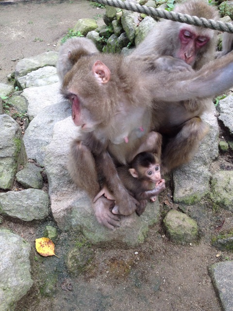f:id:sprighascome:20140716231427j:plain f:id:sprighascome:20140716231427j:plain