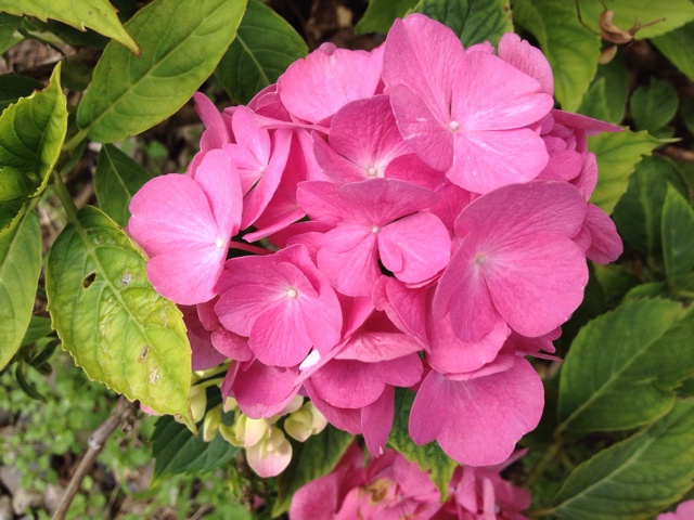 f:id:sprighascome:20140718022145j:plain f:id:sprighascome:20140718022145j:plain