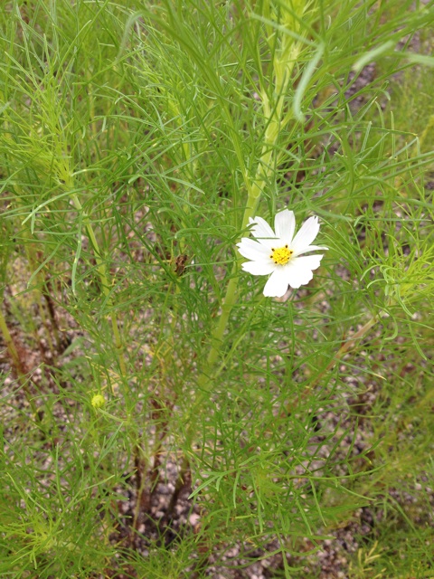 f:id:sprighascome:20140727211545j:plain f:id:sprighascome:20140727211545j:plain