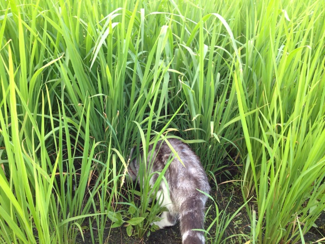 f:id:sprighascome:20140806001430j:plain f:id:sprighascome:20140806001430j:plain