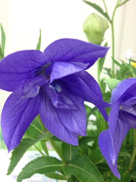 f:id:sprighascome:20140826184211j:plain f:id:sprighascome:20140826184211j:plain