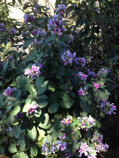 f:id:sprighascome:20140913194640j:plain f:id:sprighascome:20140913194640j:plain