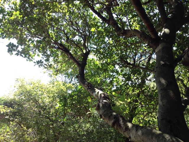 f:id:sprighascome:20140913200538j:plain f:id:sprighascome:20140913200538j:plain